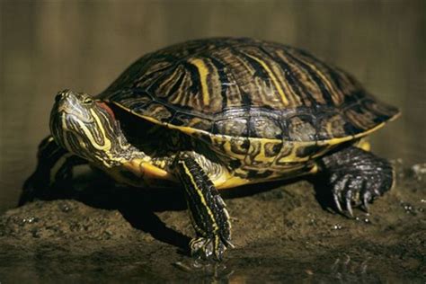 夢到烏龜在爬 維持生命的要素